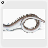 1-64_The-Natural-History-of-British-Fishes_picture-crop
