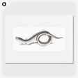 1-64_The-Natural-History-of-British-Fishes_picture