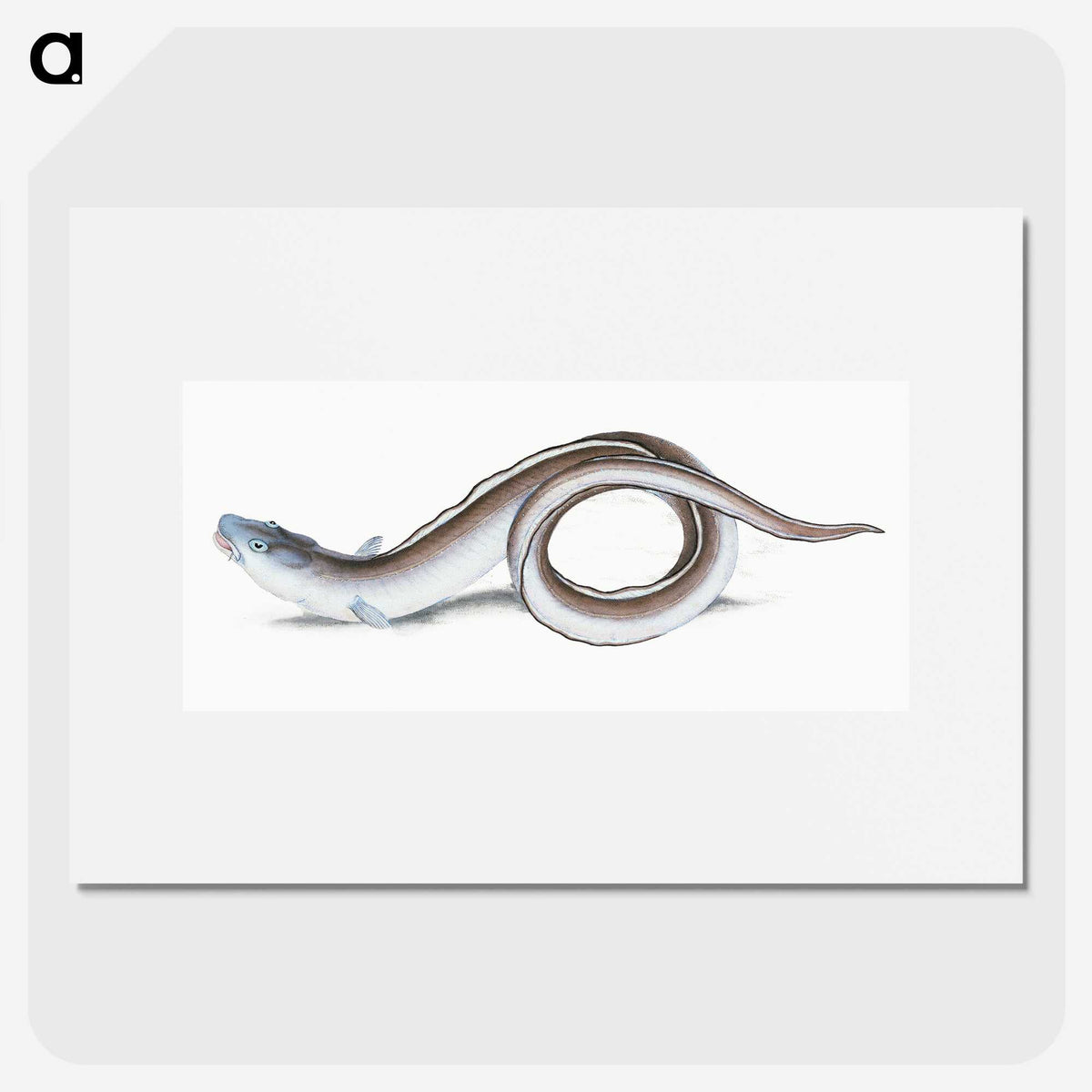 1-64_The-Natural-History-of-British-Fishes_picture