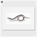 1-64_The-Natural-History-of-British-Fishes_picture