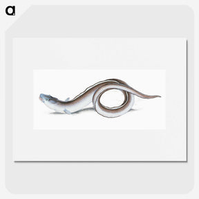 1-64_The-Natural-History-of-British-Fishes_picture