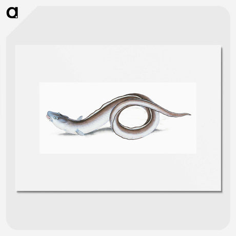 1-64_The-Natural-History-of-British-Fishes_picture