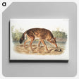 1-64_The-Viviparous-Quadrupeds_canvas