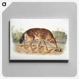 1-64_The-Viviparous-Quadrupeds_canvas