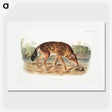 1-64_The-Viviparous-Quadrupeds_picture