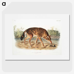 1-64_The-Viviparous-Quadrupeds_picture