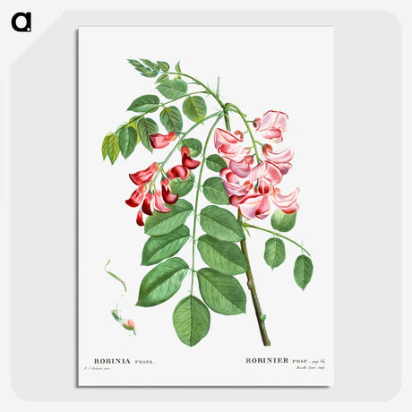 1-64_Treatise-on-Trees-and-Shrubs_picture-crop