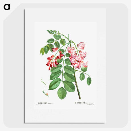 1-64_Treatise-on-Trees-and-Shrubs_picture