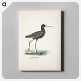 Spotted redshank in summer - ヴィルヘルム フォン ライト Canvas.