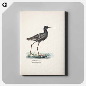 アートパネル-Spotted redshank in summer - ヴィルヘルム フォン ライト Canvas.