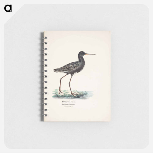 Spotted redshank in summer - ヴィルヘルム フォン ライト Memo.