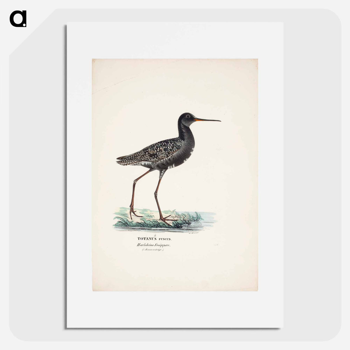 Spotted redshank in summer - Wilhelm von Wright Poster.