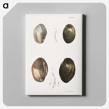 1-64_Zoology-of-New-York_canvas