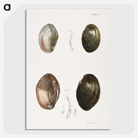 1-64_Zoology-of-New-York_picture-crop