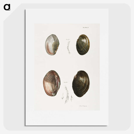1-64_Zoology-of-New-York_picture