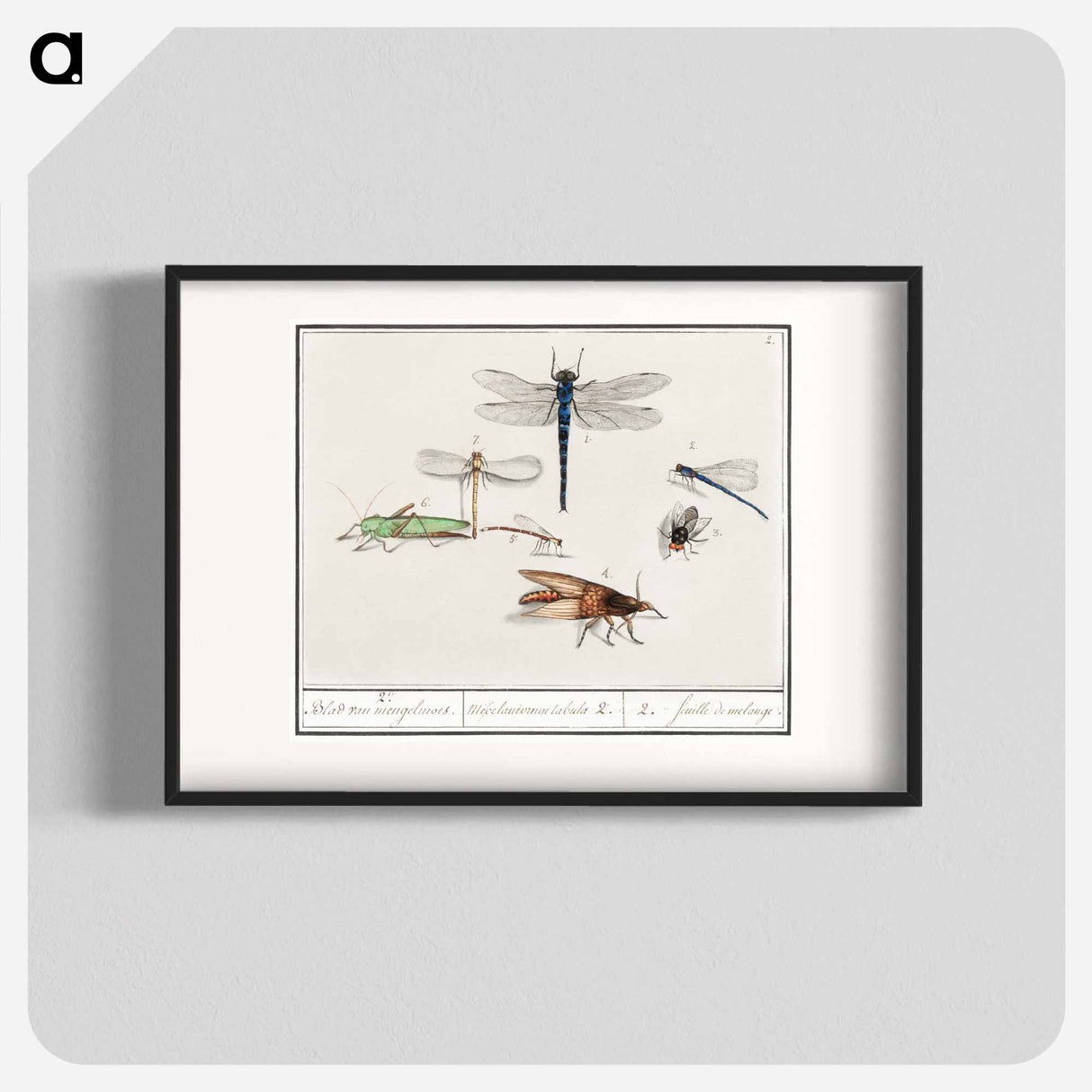 Natural History Ensemble, no. 2 - アンセルムス ボエティウス デ ブート Poster.