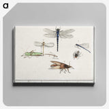 1-65_Anselmus-Boetius-de-Boodt_canvas