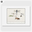 1-65_Anselmus-Boetius-de-Boodt_picture