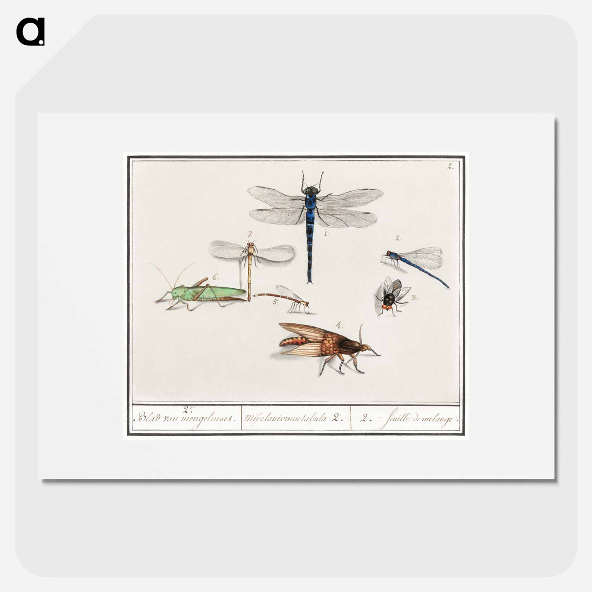 Natural History Ensemble, no. 2 - アンセルムス ボエティウス デ ブート Poster.