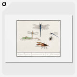 Natural History Ensemble, no. 2 - アンセルムス ボエティウス デ ブート Poster.