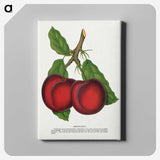 1-65_Botanical-Specimen-Plates_canvas