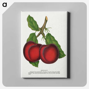 1-65_Botanical-Specimen-Plates_canvas