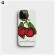 1-65_Botanical-Specimen-Plates_phone