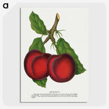 1-65_Botanical-Specimen-Plates_picture-crop