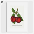 1-65_Botanical-Specimen-Plates_picture