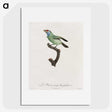 1-65_Des-Oiseaux-de-Paradis_picture