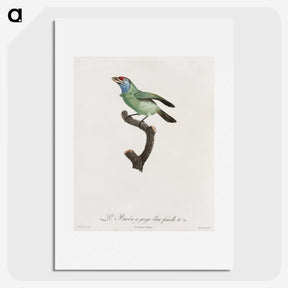 1-65_Des-Oiseaux-de-Paradis_picture