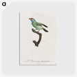 1-65_Des-Oiseaux-de-Paradis_postcard