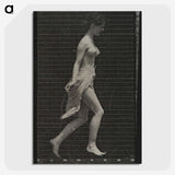 1-65_Eadweard-Muybridge_picture-crop