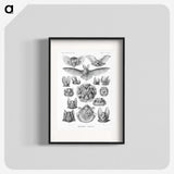 1-65_Ernst-Haeckel_blk