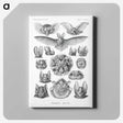 1-65_Ernst-Haeckel_canvas