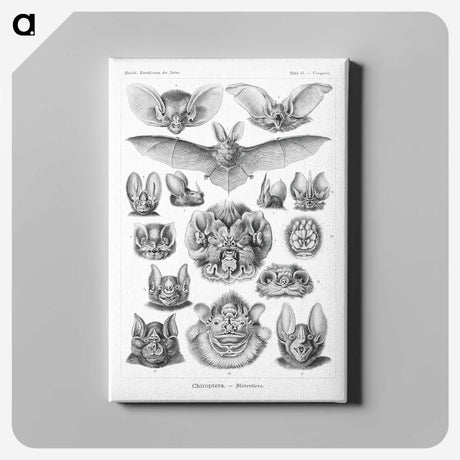 1-65_Ernst-Haeckel_canvas