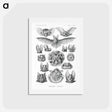 アートポストカード-Chiroptera–Fledertiere - エルンスト ヘッケル Postcard.