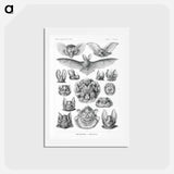 アートポストカード-Chiroptera–Fledertiere - エルンスト ヘッケル Postcard.