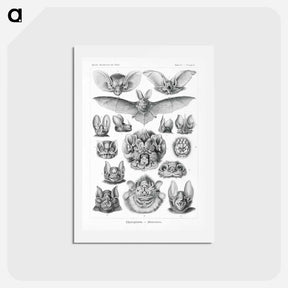 アートポストカード-Chiroptera–Fledertiere - エルンスト ヘッケル Postcard.