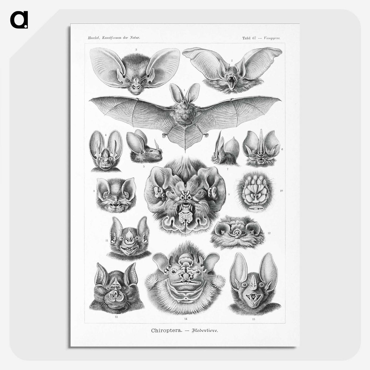 1-65_Ernst-Haeckel_picture-crop