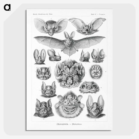 1-65_Ernst-Haeckel_picture-crop