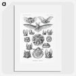 1-65_Ernst-Haeckel_picture