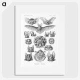 1-65_Ernst-Haeckel_picture