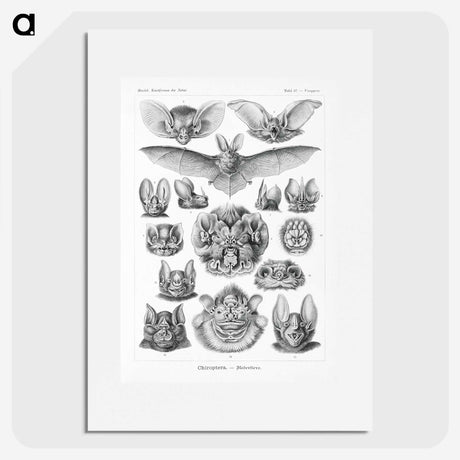 1-65_Ernst-Haeckel_picture