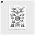 1-65_Ernst-Haeckel_postcard