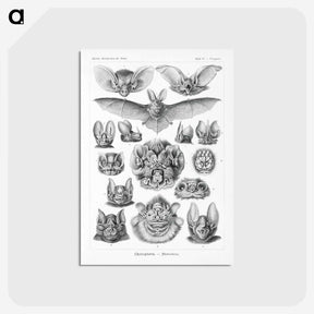 1-65_Ernst-Haeckel_postcard