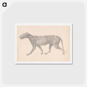 アートポストカード-Tiger, Lateral View
 - ジョージ スタッブス Postcard.