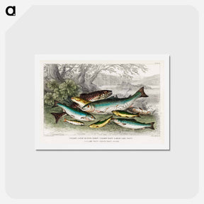 アートポストカード-Salmon and Trout
 - ゴールドスミスの生き生きとした自然 Postcard.