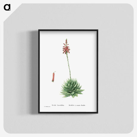 1-65_Histoire-des-Plantes-Grasses_blk-crop