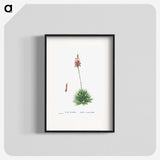1-65_Histoire-des-Plantes-Grasses_blk